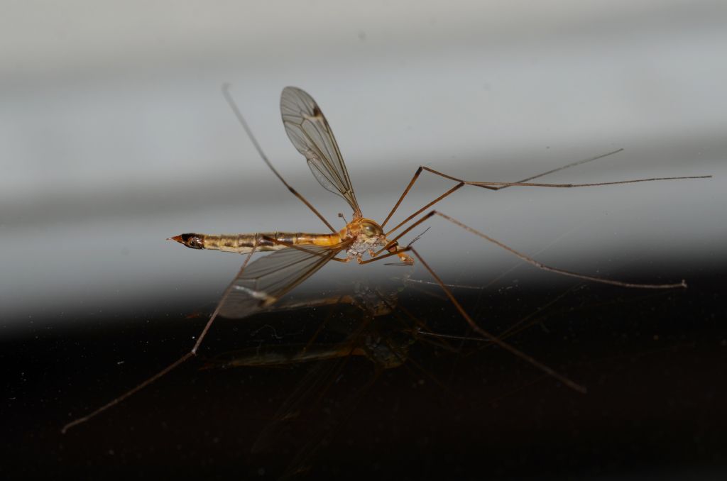 Tipula sp.